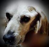 Our dog, our pet, our joy